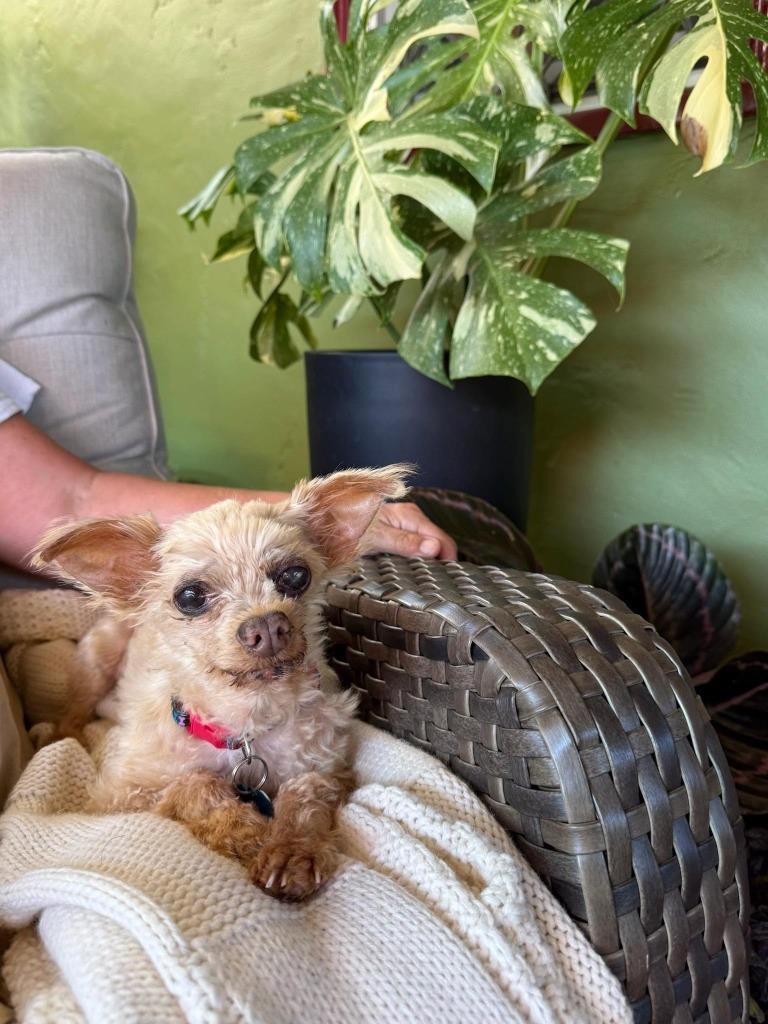 Enlarge Lil Man(Gary Cooper), a Adoptable mixed breed in El Cajon, CA image 6/6