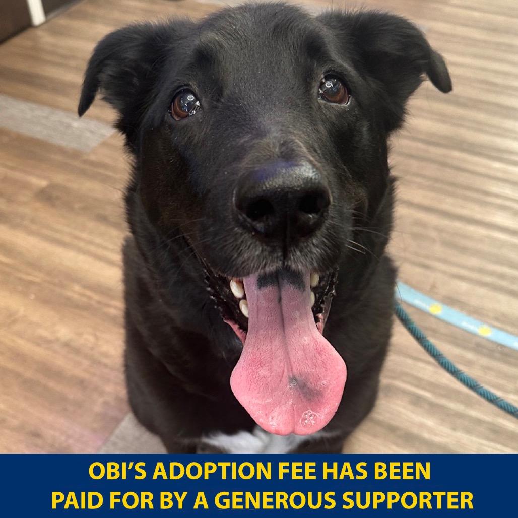 Enlarge Obi, a Adoptable mixed breed in Westhampton, NY image 1/6