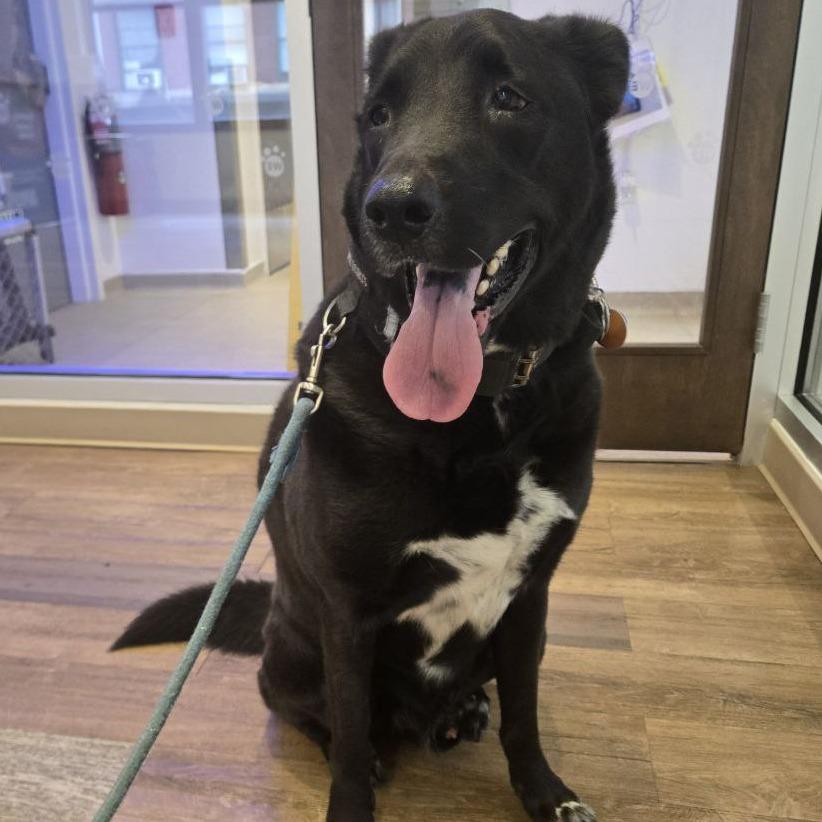 Enlarge Obi, a Adoptable mixed breed in Westhampton, NY image 3/6