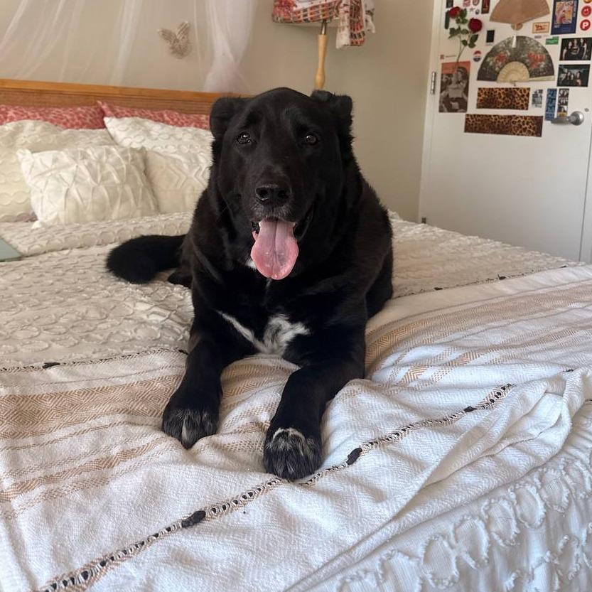 Enlarge Obi, a Adoptable mixed breed in Westhampton, NY image 3/6