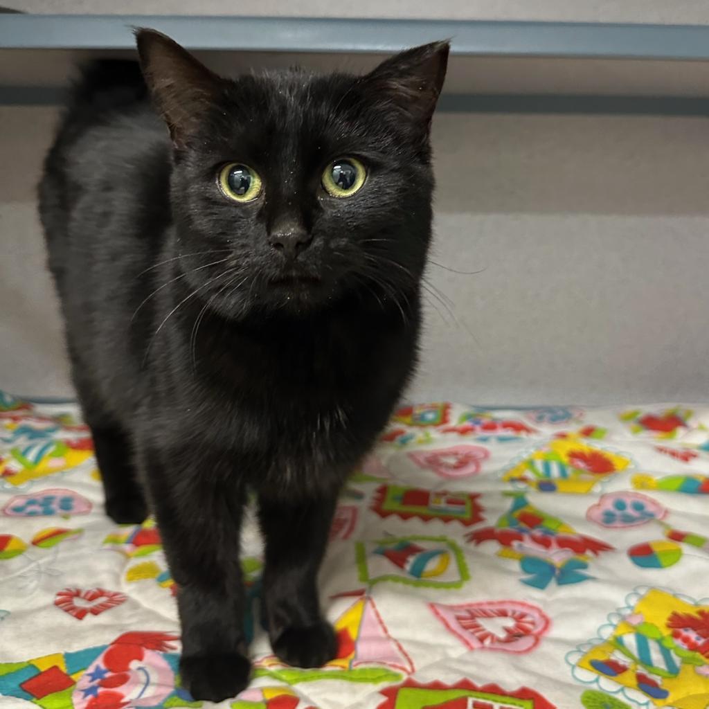 Mindy, Adoptable, Adult Female Domestic Short Hair.