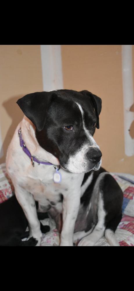 Enlarge Zinni, a Adoptable mixed breed in Vancouver, WA image 1/3