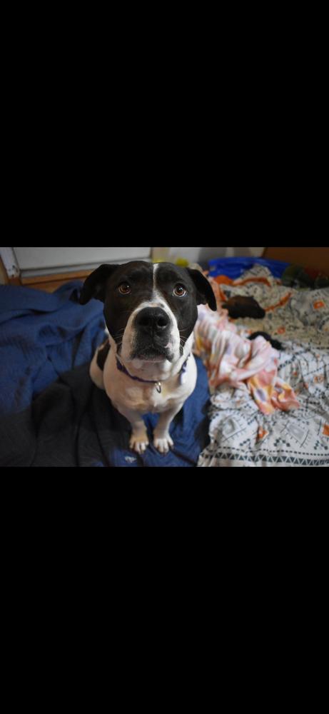 Enlarge Zinni, a Adoptable mixed breed in Vancouver, WA image 2/3