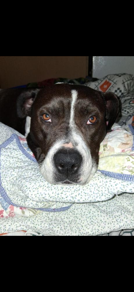 Enlarge Zinni, a Adoptable mixed breed in Vancouver, WA image 3/3