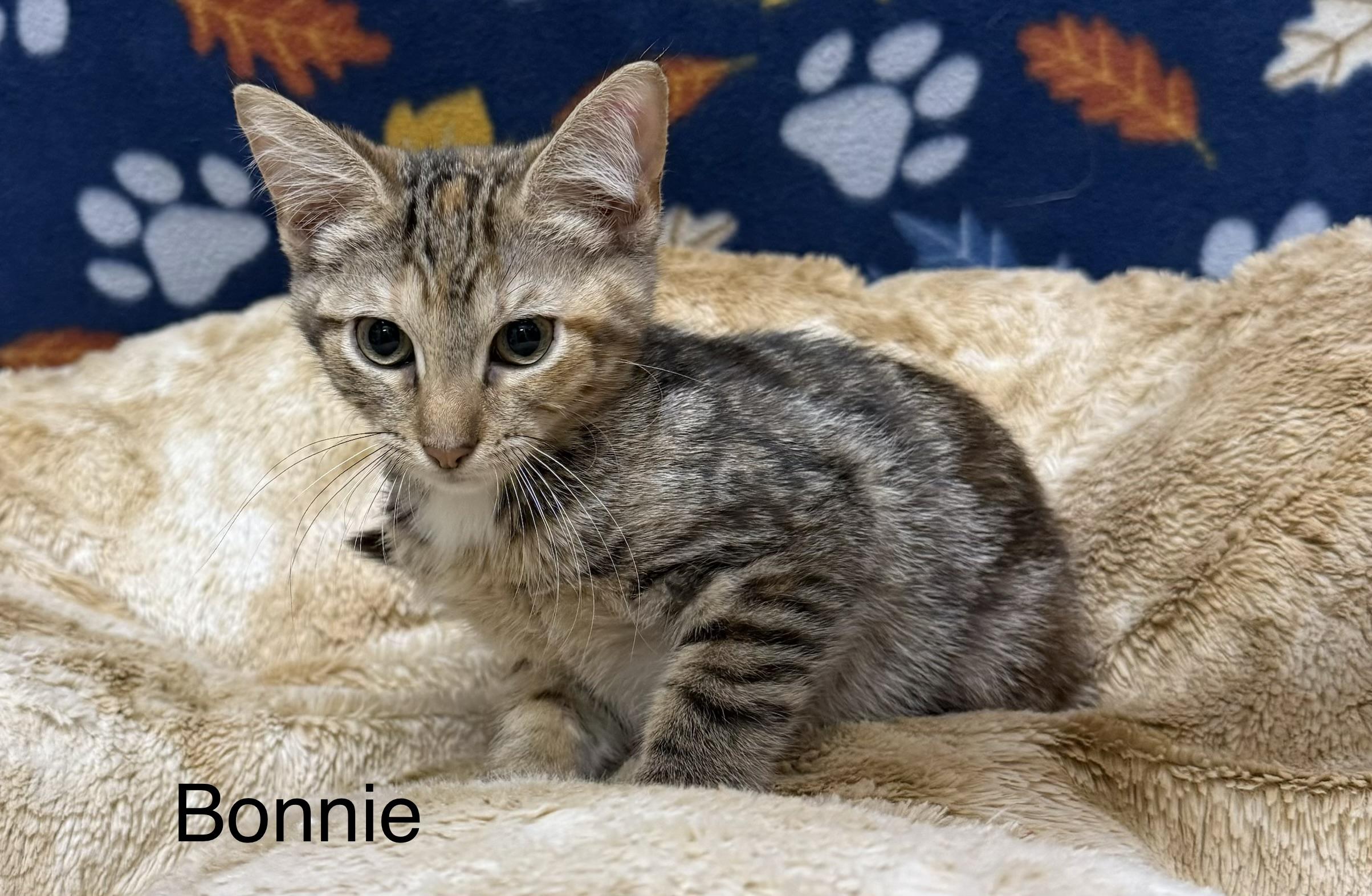 Bonnie, adopted, Kitten Female Domestic Short Hair.
