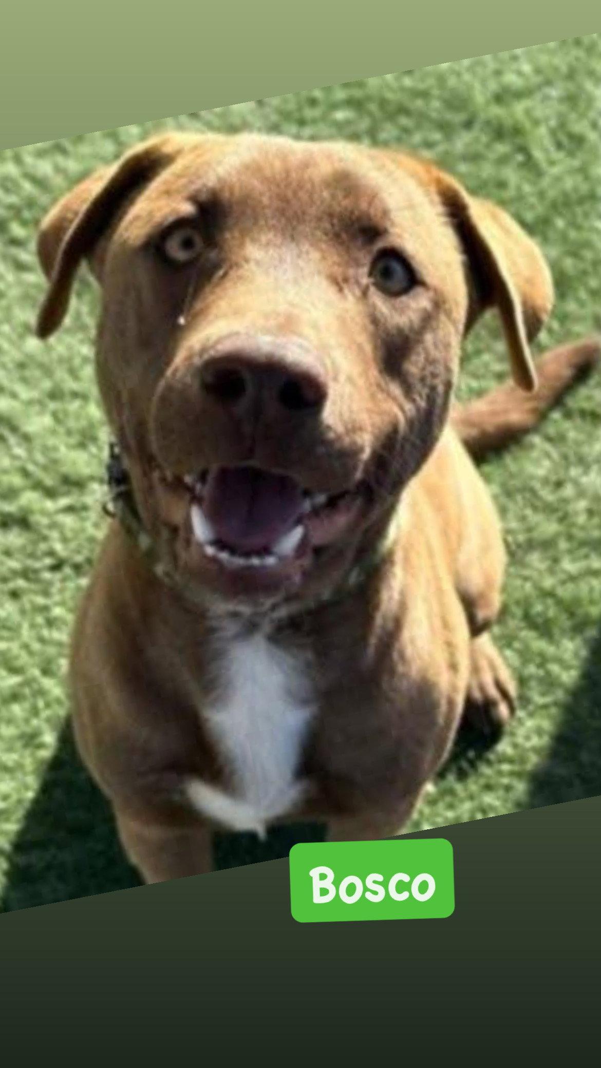 Bosco, Adoptable, Adult Male American Staffordshire Terrier.