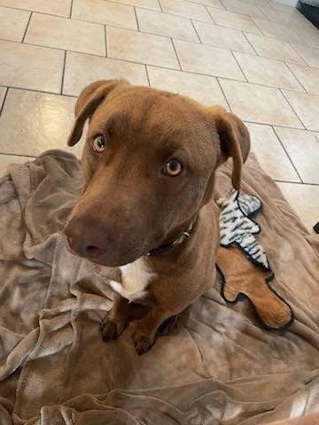 Enlarge Bosco, a Adoptable American Staffordshire Terrier in San Diego, CA image 3/3