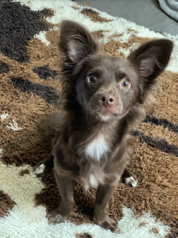 Enlarge Cowboy, a Adopted Chihuahua in Delta, CO image 1/3