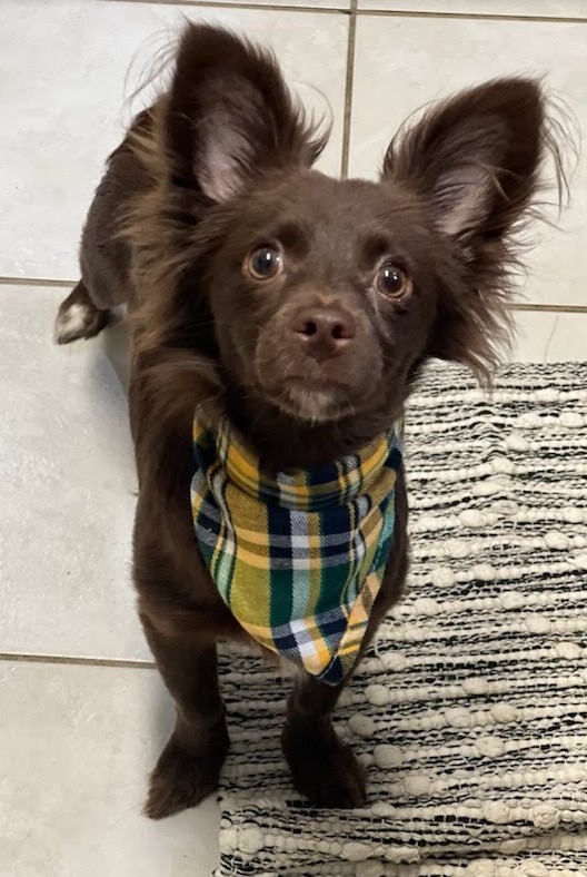 Cowboy, Adopted, Young Male Chihuahua.