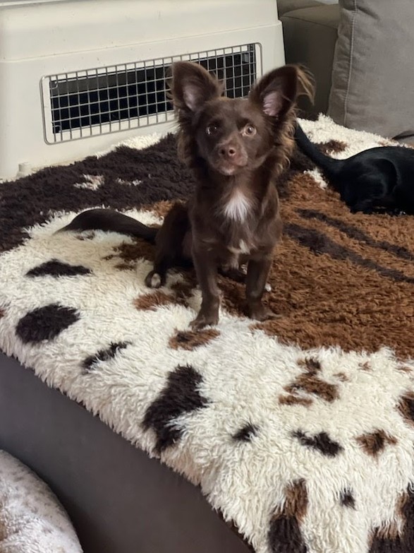 Enlarge Cowboy, a Adopted Chihuahua in Delta, CO image 3/3