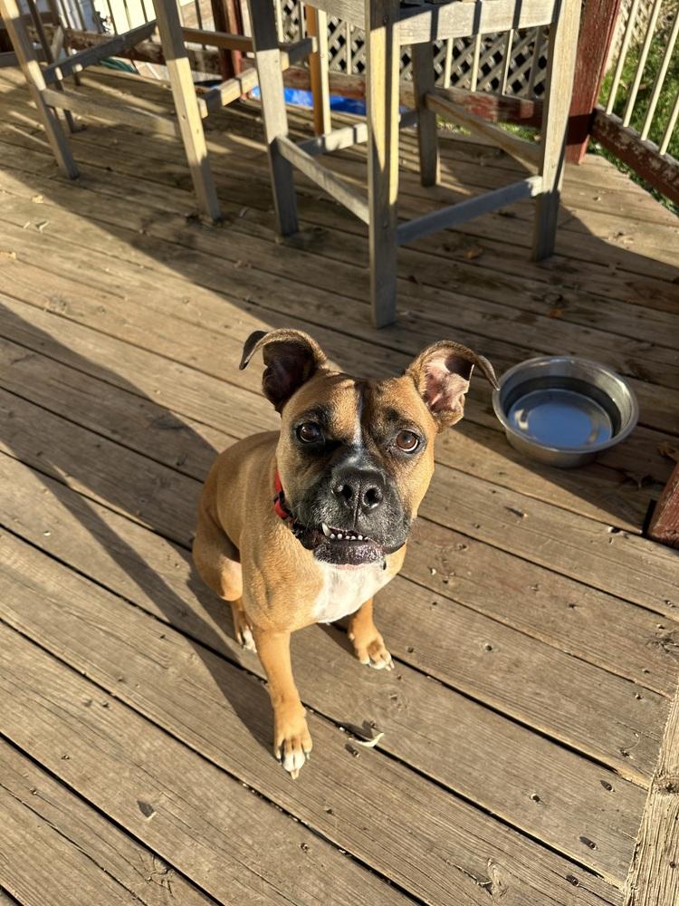 Jax, Adoptable, Adult Male Boxer.