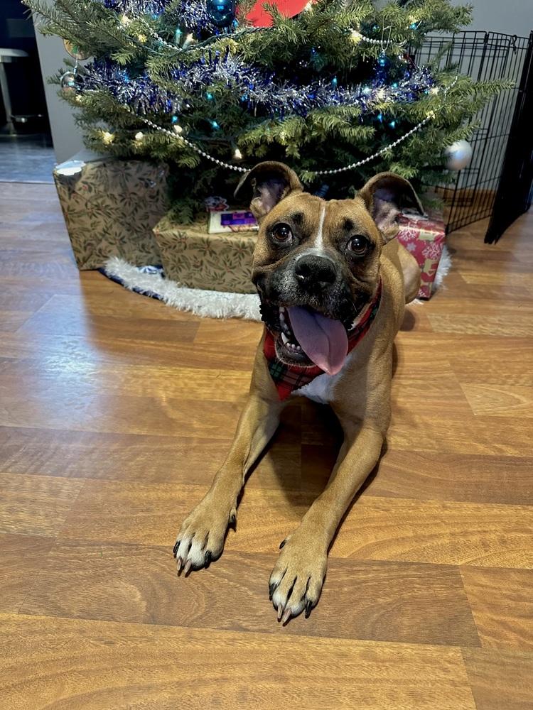 Jax, Adoptable, Adult Male Boxer.
