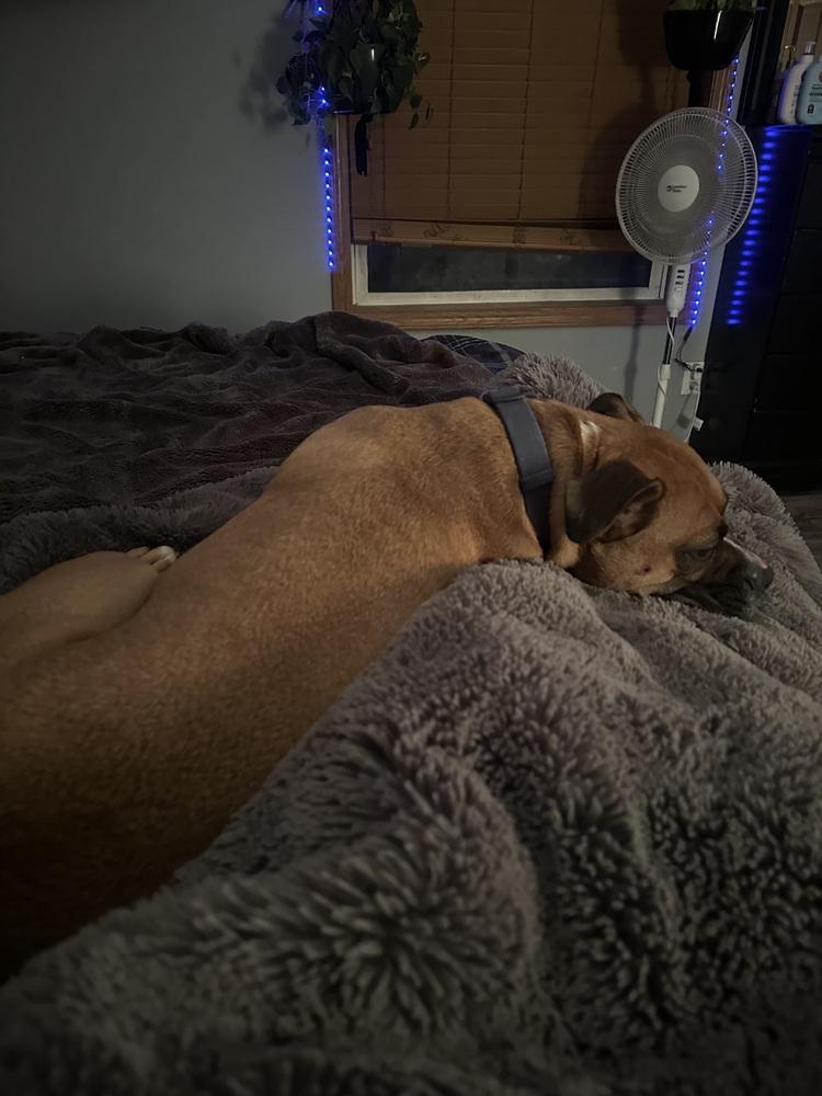 Enlarge Jax, a Adoptable mixed breed in Rapid City, SD image 1/6