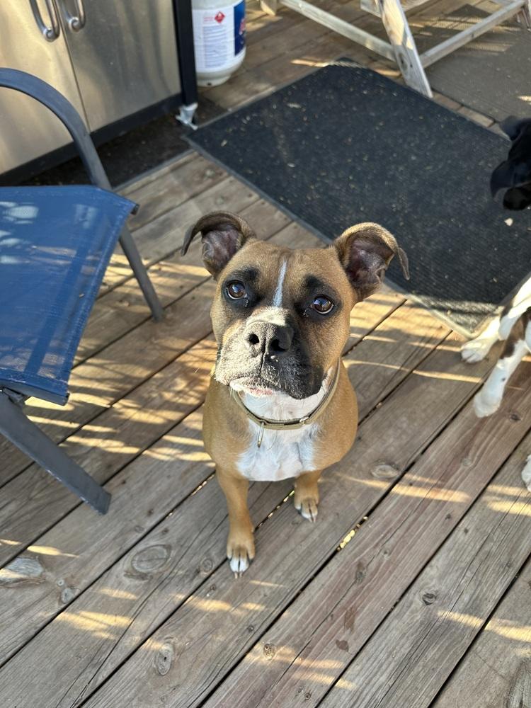 Jax, Adoptable, Adult Male Boxer.
