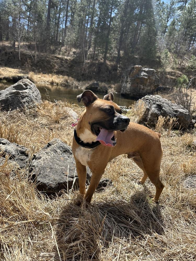 Enlarge Jax, a Adoptable mixed breed in Rapid City, SD image 1/5
