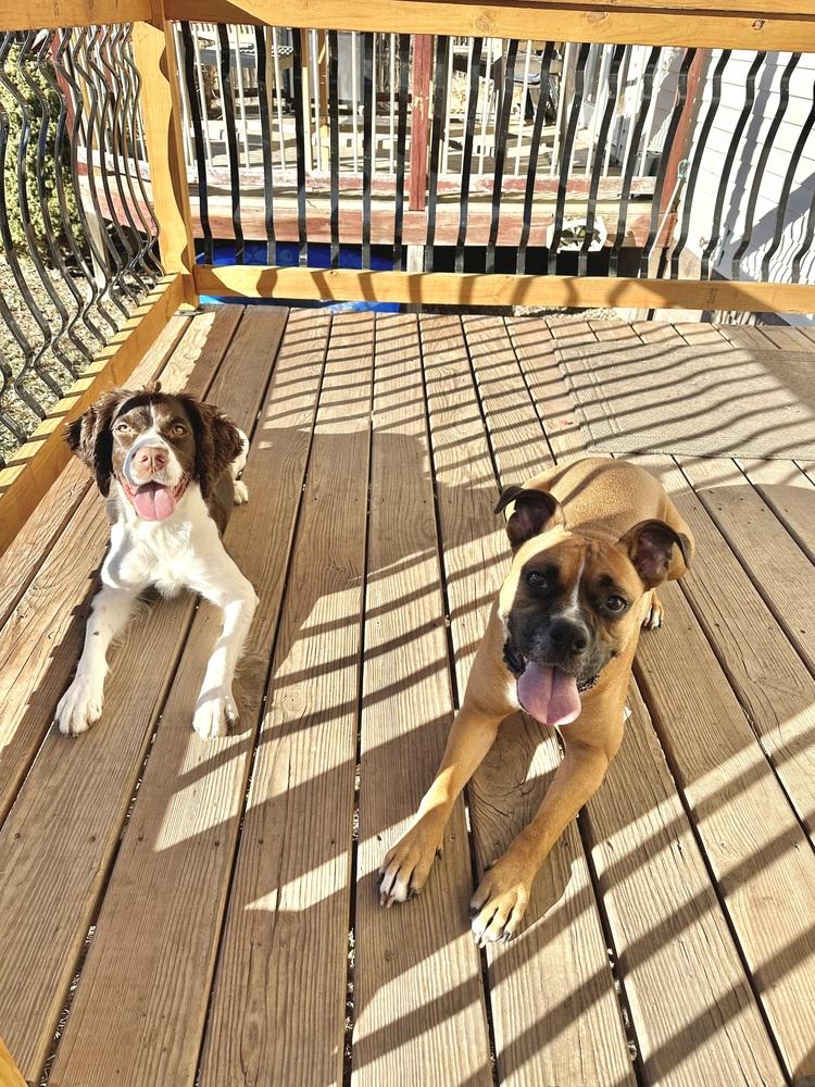 Jax, a Adoptable mixed breed in Rapid City, SD image 3/6