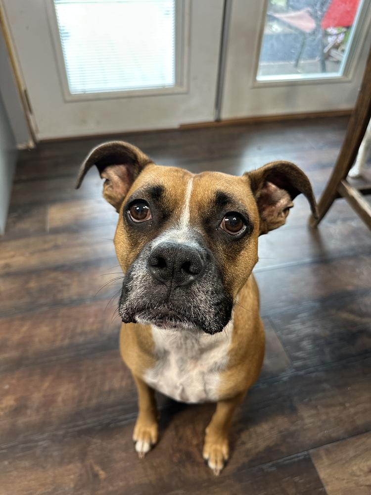 Jax, a Adoptable mixed breed in Rapid City, SD image 4/6