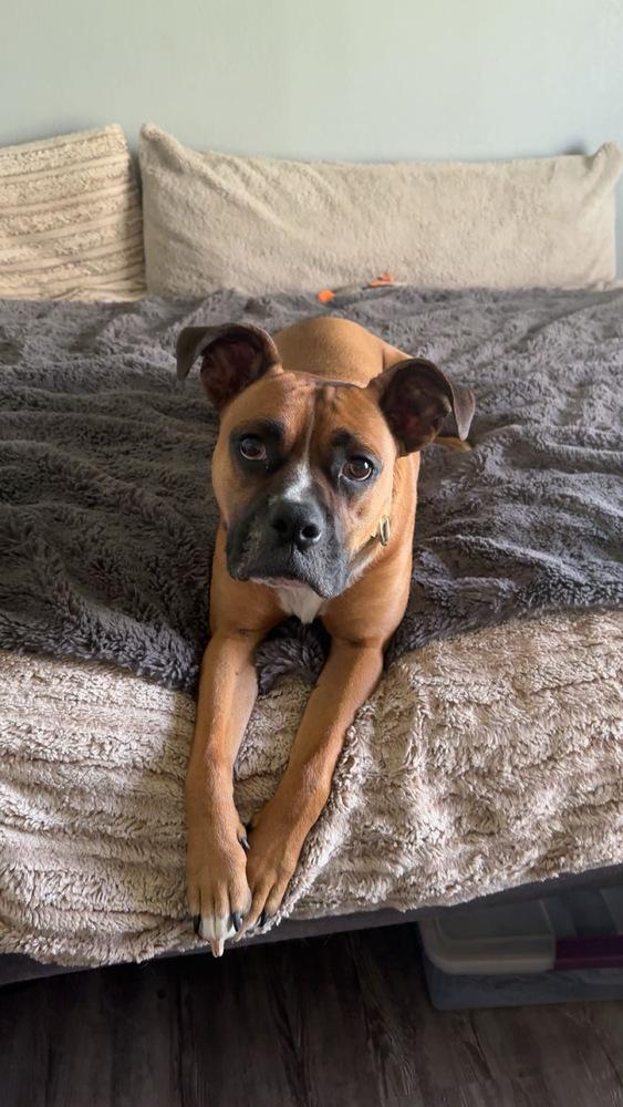Enlarge Jax, a Adoptable mixed breed in Rapid City, SD image 2/6