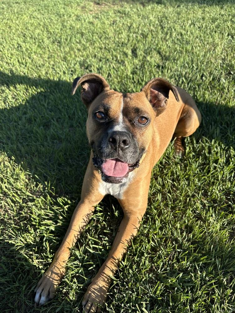 Enlarge Jax, a Adoptable mixed breed in Rapid City, SD image 5/6