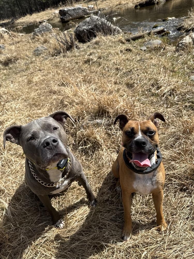 Enlarge Jax, a Adoptable mixed breed in Rapid City, SD image 3/5