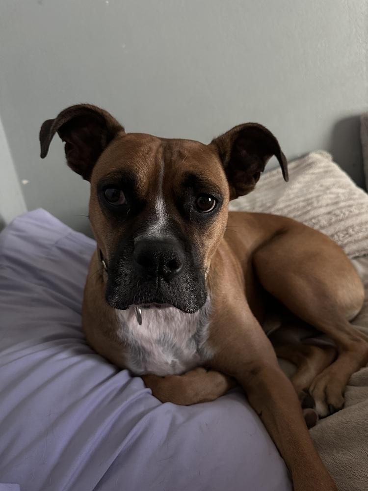 Jax, a Adoptable mixed breed in Rapid City, SD image 6/6