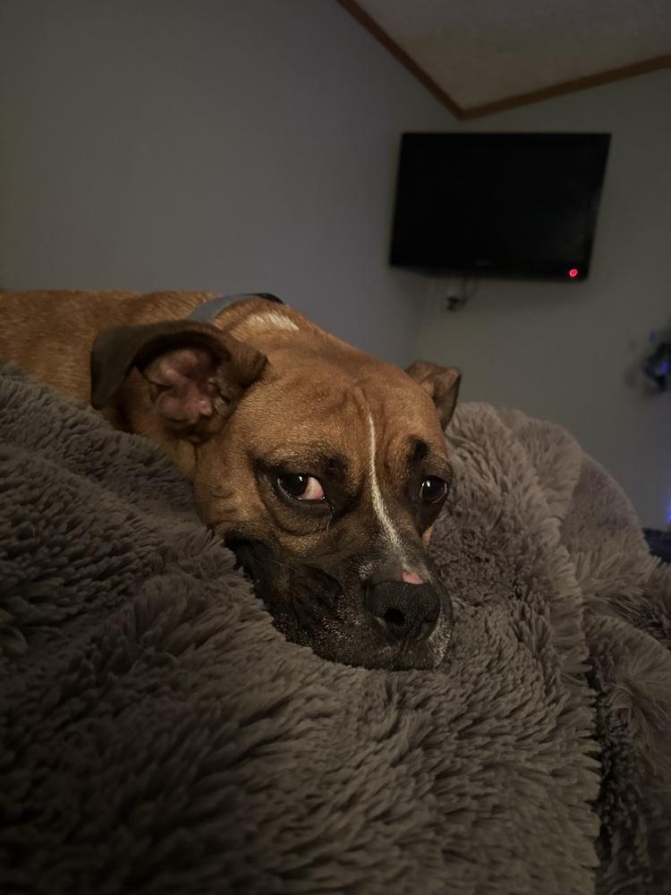 Enlarge Jax, a Adoptable mixed breed in Rapid City, SD image 6/6