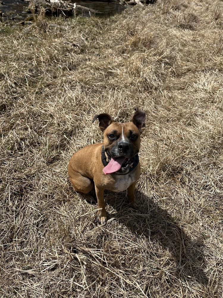 Enlarge Jax, a Adoptable mixed breed in Rapid City, SD image 4/5