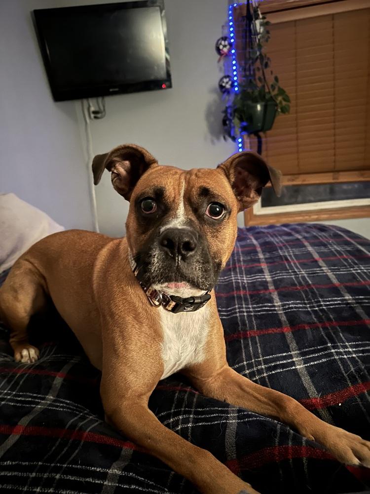 Jax, a Adoptable mixed breed in Rapid City, SD image 6/6