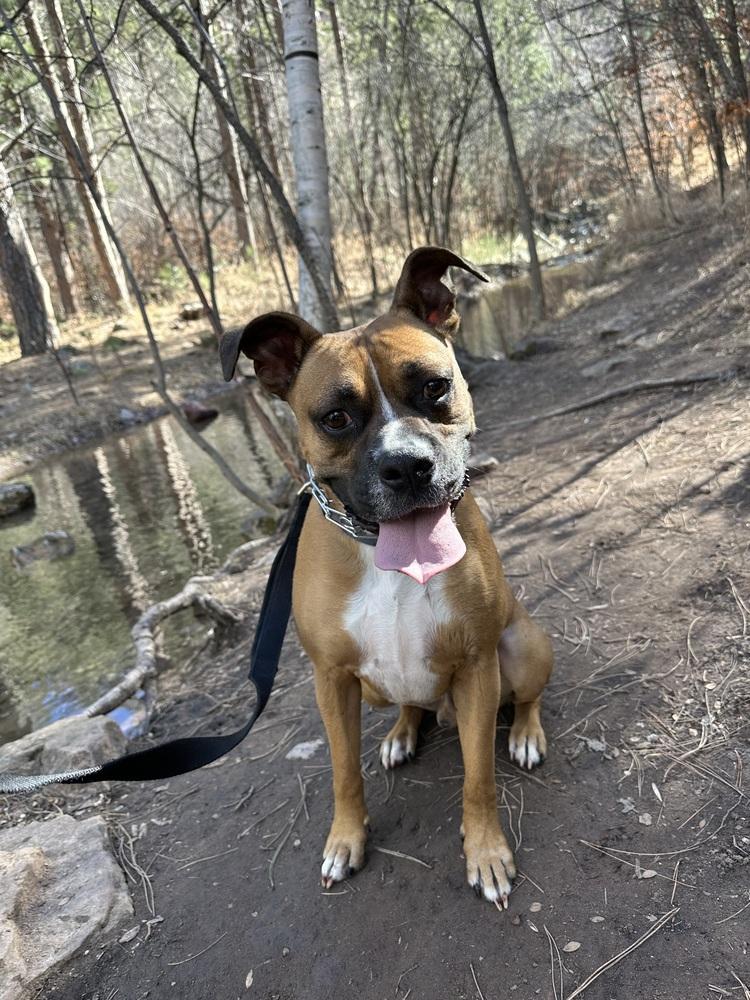 Enlarge Jax, a Adoptable mixed breed in Rapid City, SD image 5/5