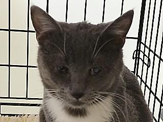 Enlarge Iris, a ADOPTABLE mixed breed in Anaconda, MT image 2/2