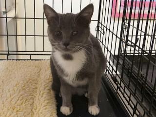 Iris, ADOPTABLE, Young Female Domestic Short Hair.