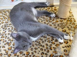 Iris, a ADOPTABLE mixed breed in Anaconda, MT image 5/6