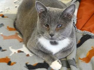 Iris, ADOPTABLE, Young Female Domestic Short Hair.