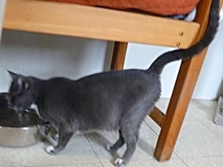 Iris, a ADOPTABLE mixed breed in Anaconda, MT image 6/6