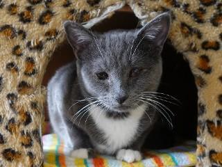 Iris, a ADOPTABLE mixed breed in Anaconda, MT image 1/6