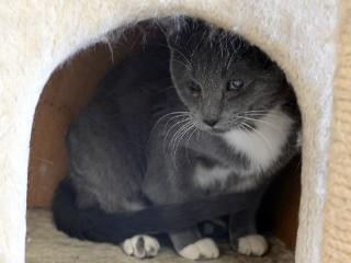 Iris, a ADOPTABLE mixed breed in Anaconda, MT image 3/3