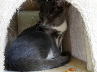 Iris, a ADOPTABLE mixed breed in Anaconda, MT image 4/4