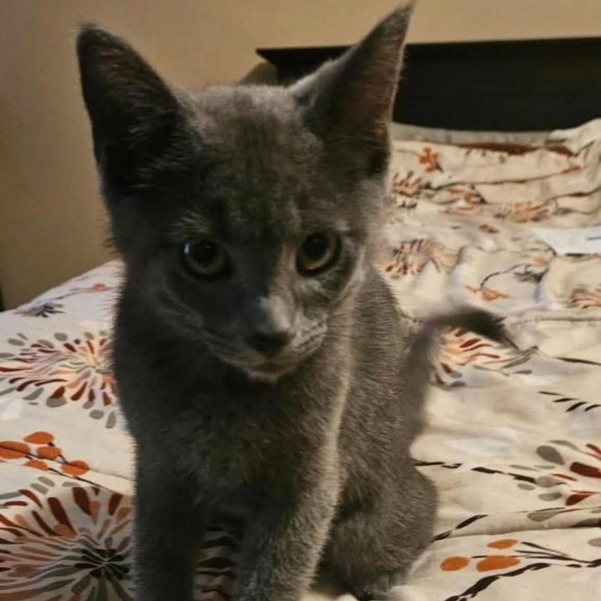 Willow, Adoptable, Kitten Female Domestic Short Hair.