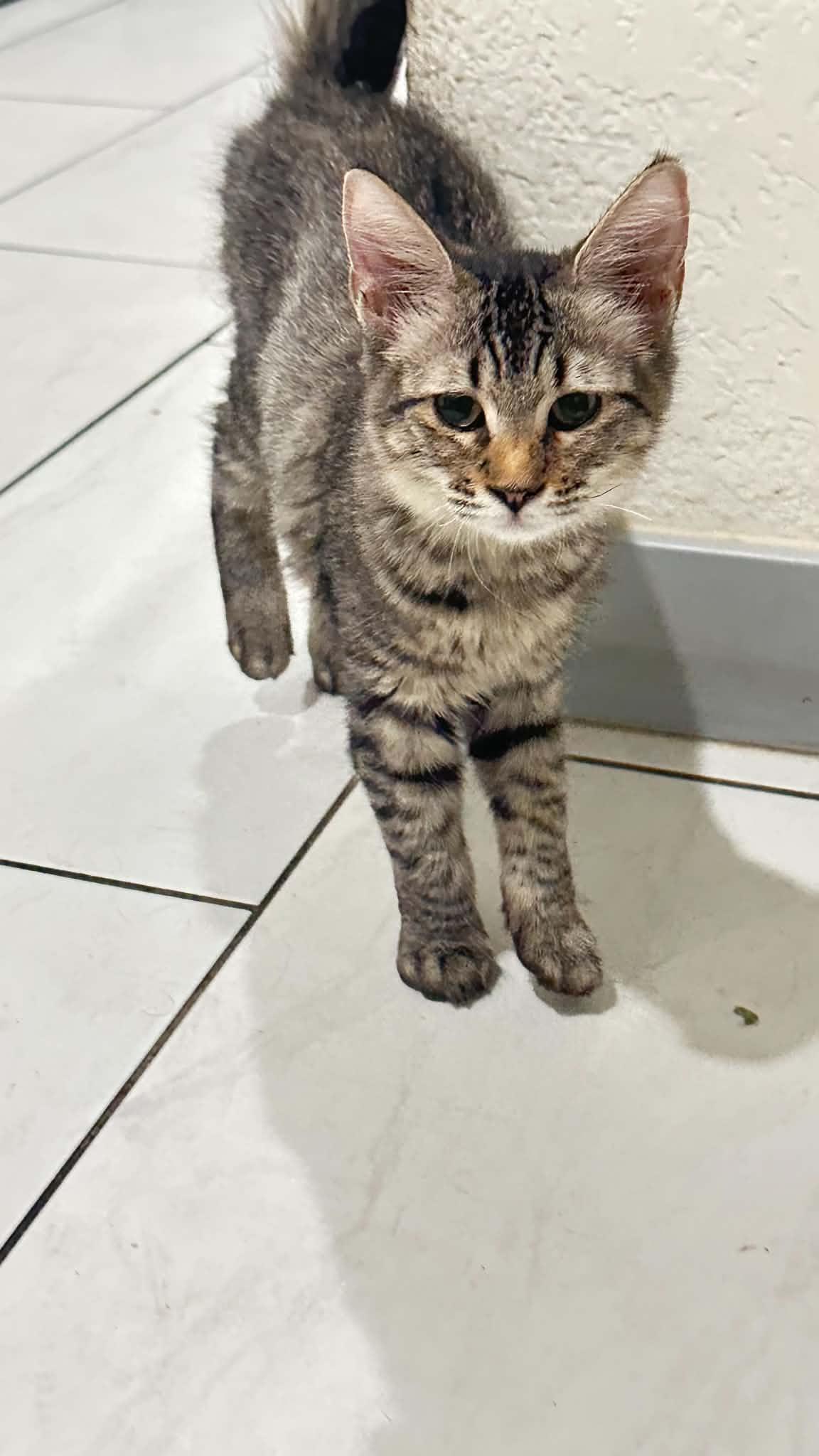 Enlarge Pearl, a Adoptable Tabby in Peoria, AZ image 1/1