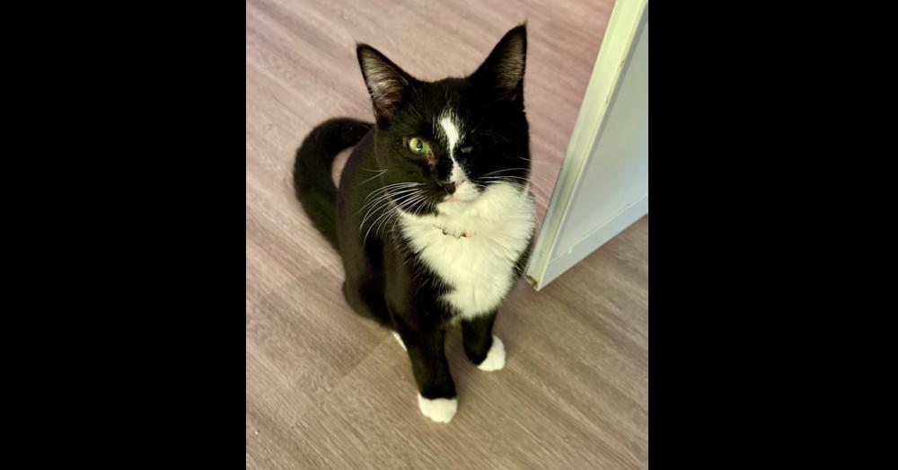 Poppy — thumbnail 2