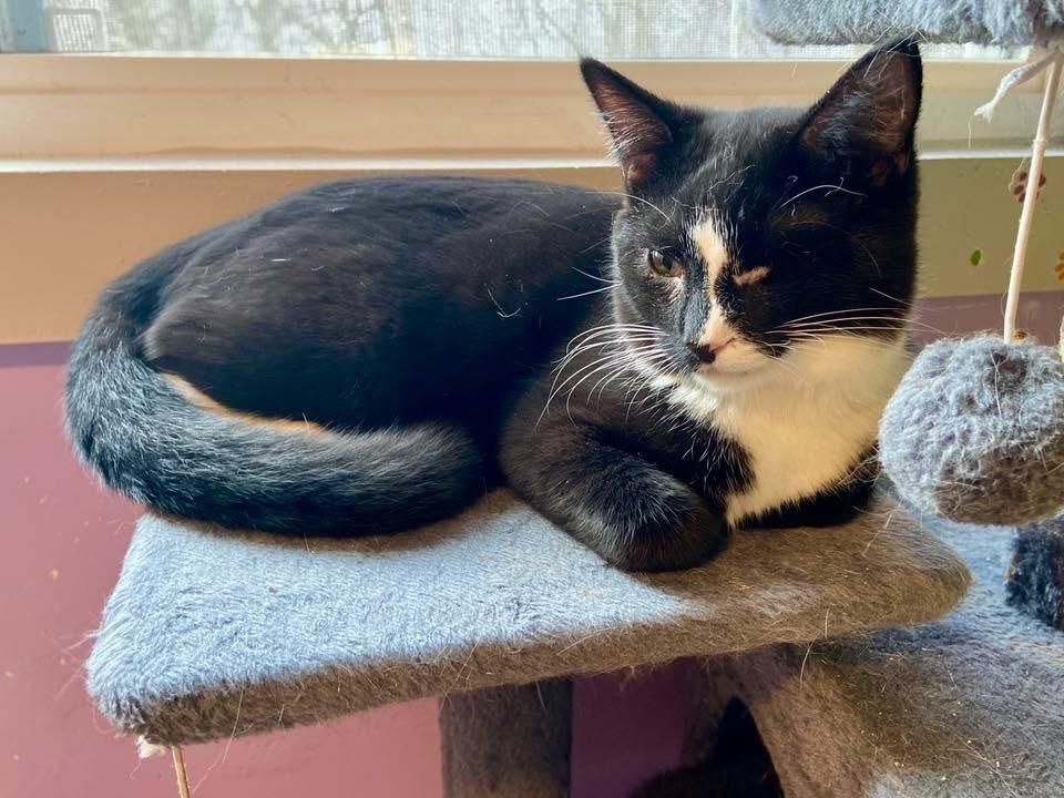 Poppy — thumbnail 3