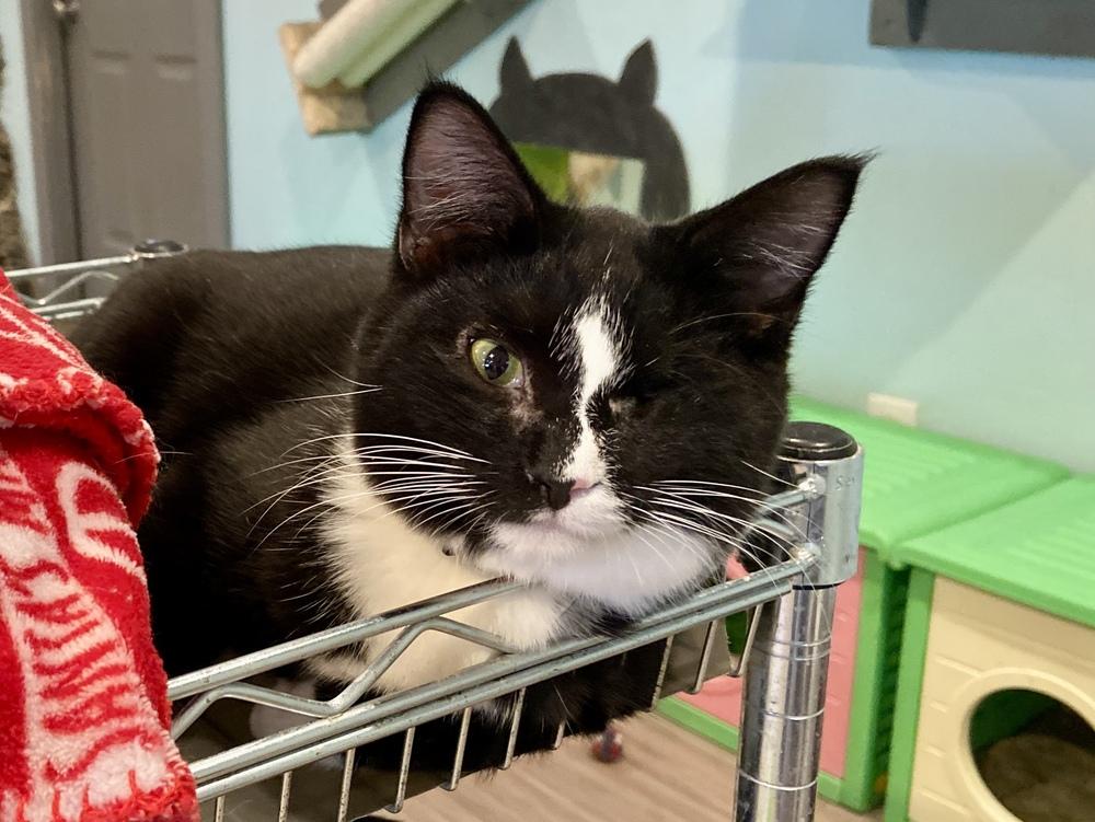 Poppy — thumbnail 4