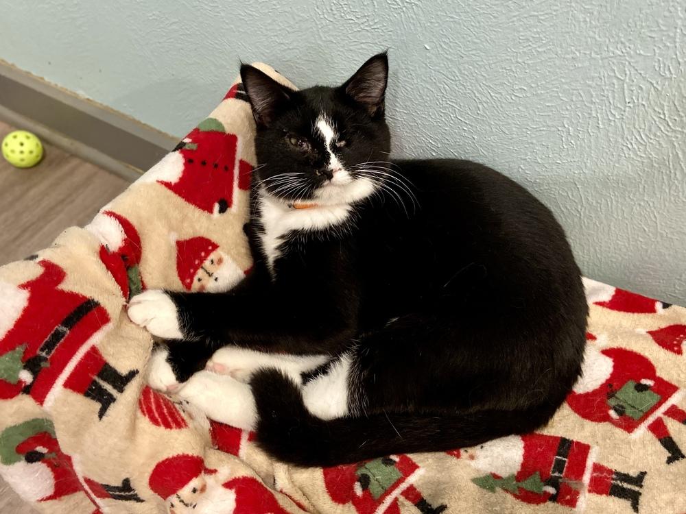 Poppy — thumbnail 5