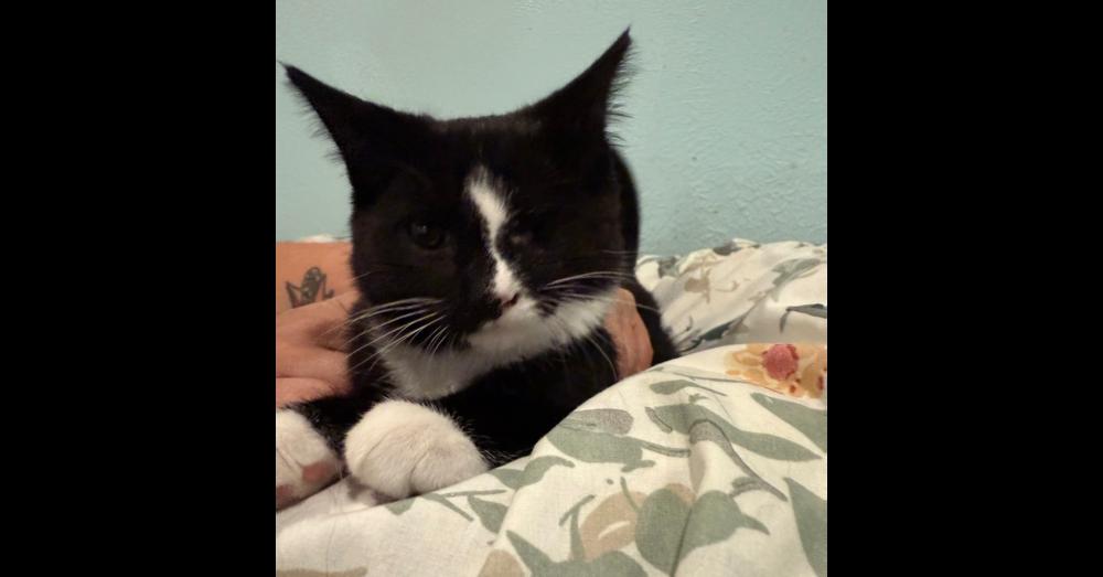 Poppy — thumbnail 6