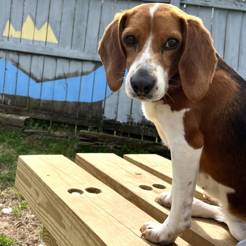 Enlarge Jamie, a Adoptable Beagle in Starkville, MS image 2/5
