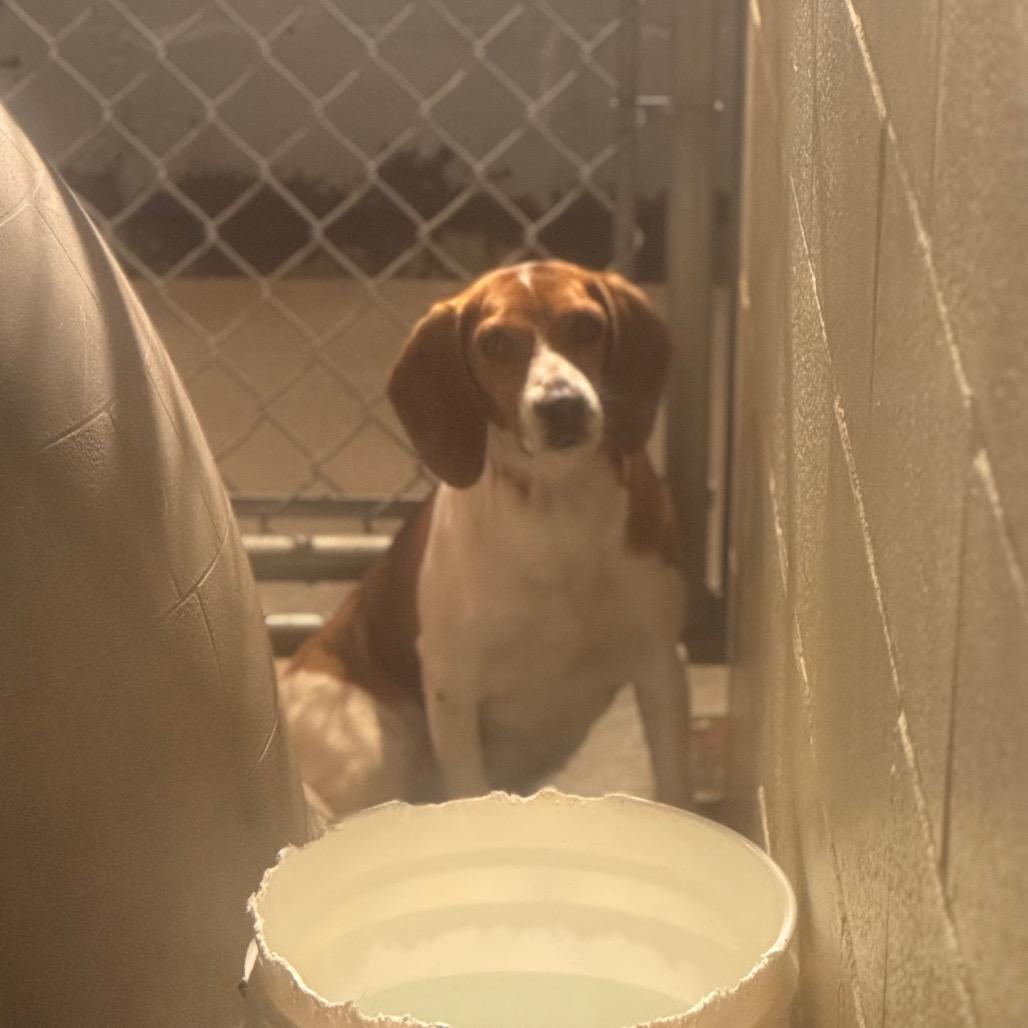 Enlarge Jamie, a Adoptable Beagle in Starkville, MS image 3/5