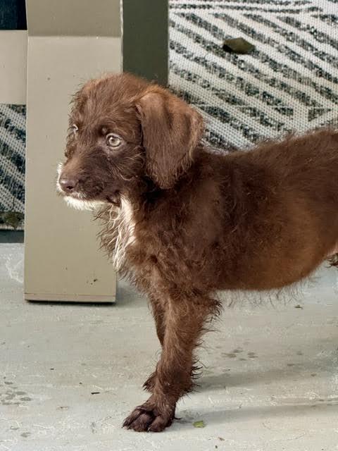 Kalahari, a ADOPTABLE mixed breed in Cumming, GA image 3/6
