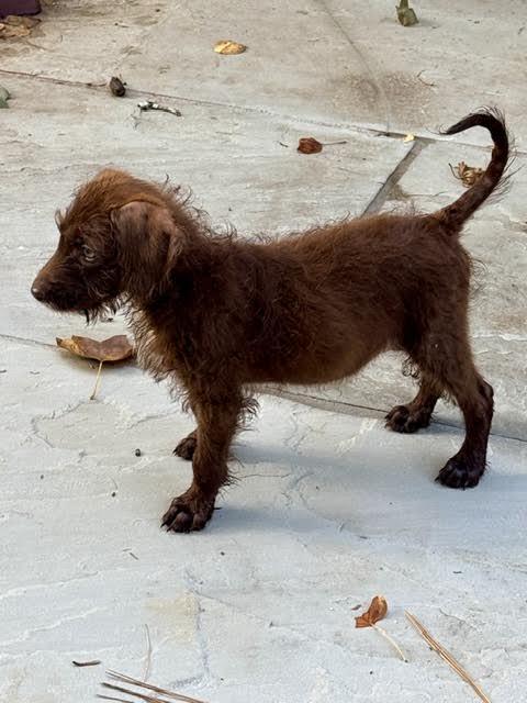 Kalahari, a ADOPTABLE mixed breed in Cumming, GA image 6/6