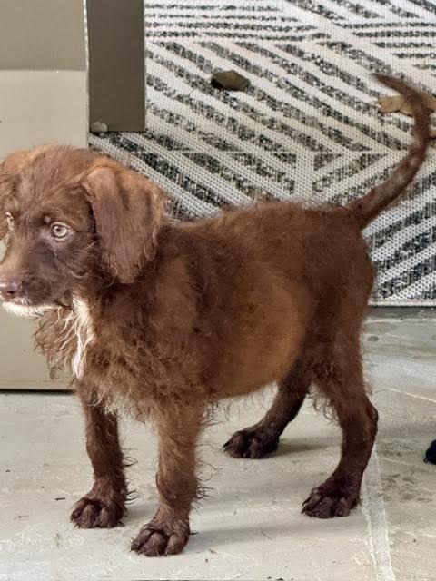Kalahari, a ADOPTABLE mixed breed in Cumming, GA image 2/6