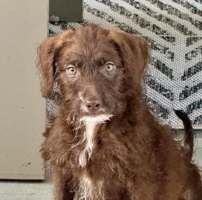 Kalahari, ADOPTABLE, Puppy Female Poodle & Terrier.
